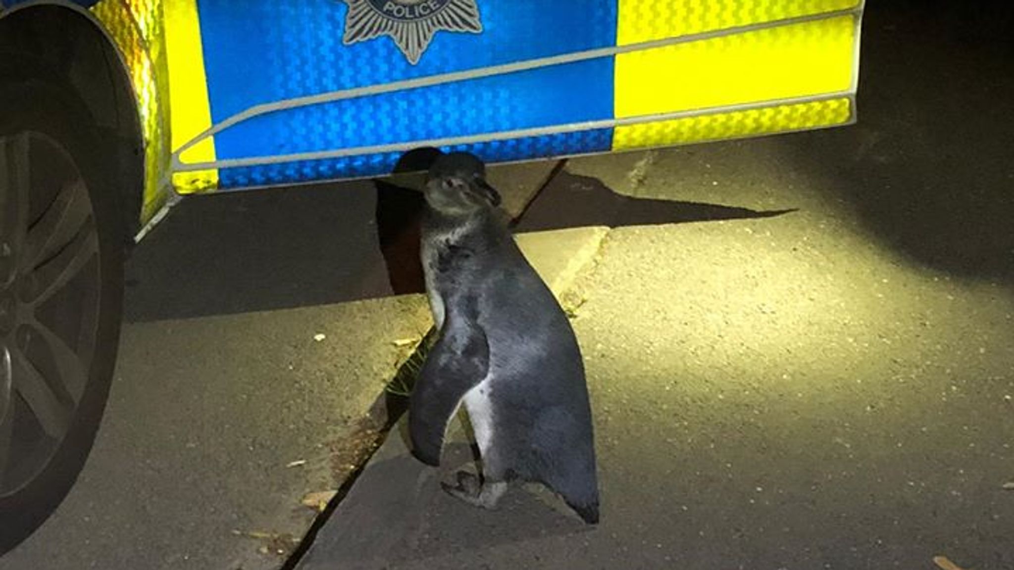 Officers named the penguin Po-Po
