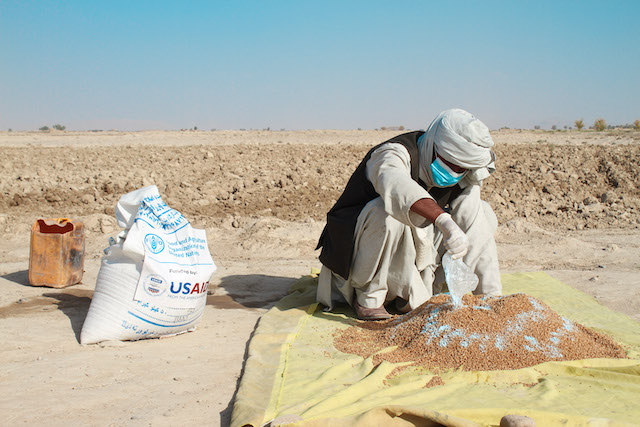 A farmer applies fungicide to the certified wheat seeds provided by FAO before sowing in Sahibzada Kalacha village, Daman district, Kandahar, Afghanistan. ©FAO/Hashim Azizi