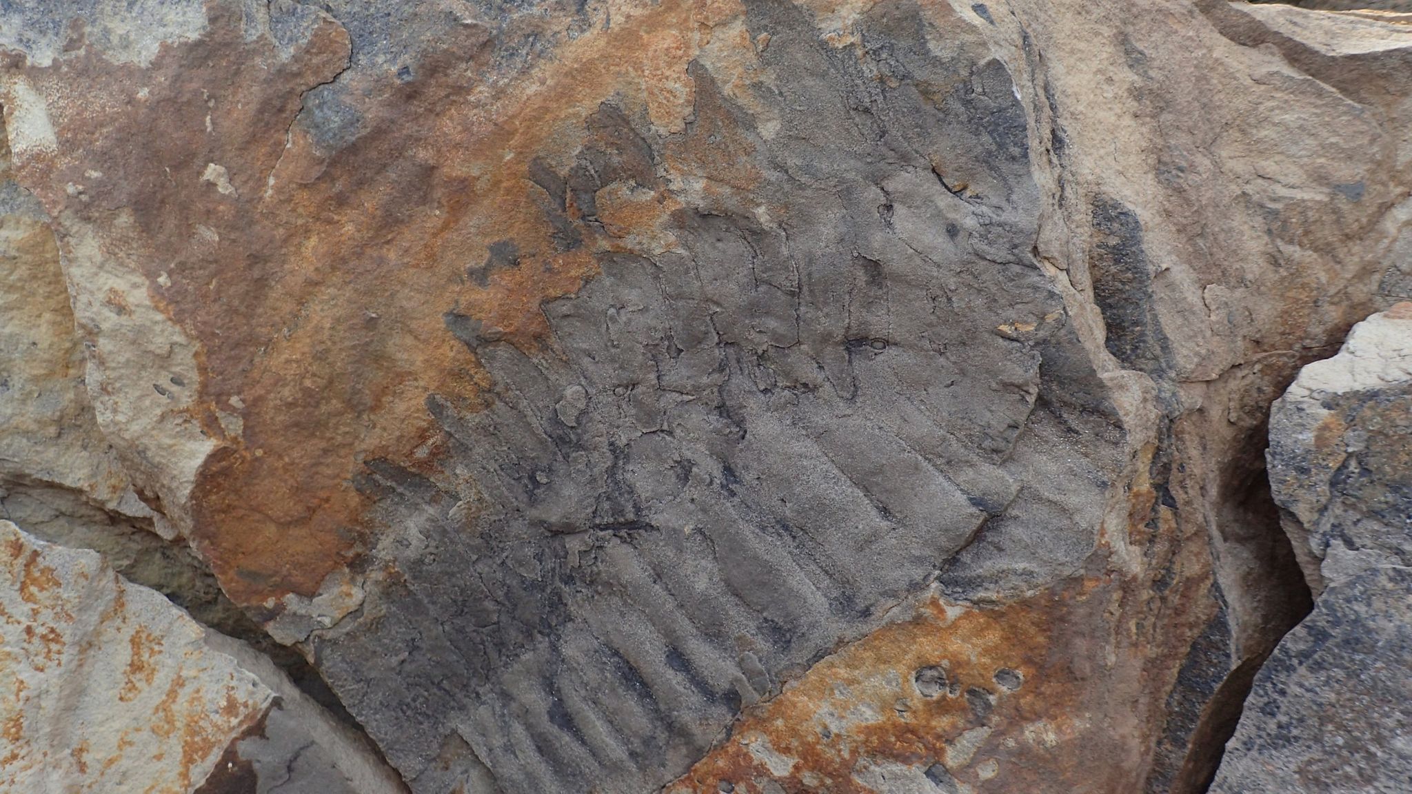 The specimen has been labelled as the largest fossil belonging to a giant millipede. 