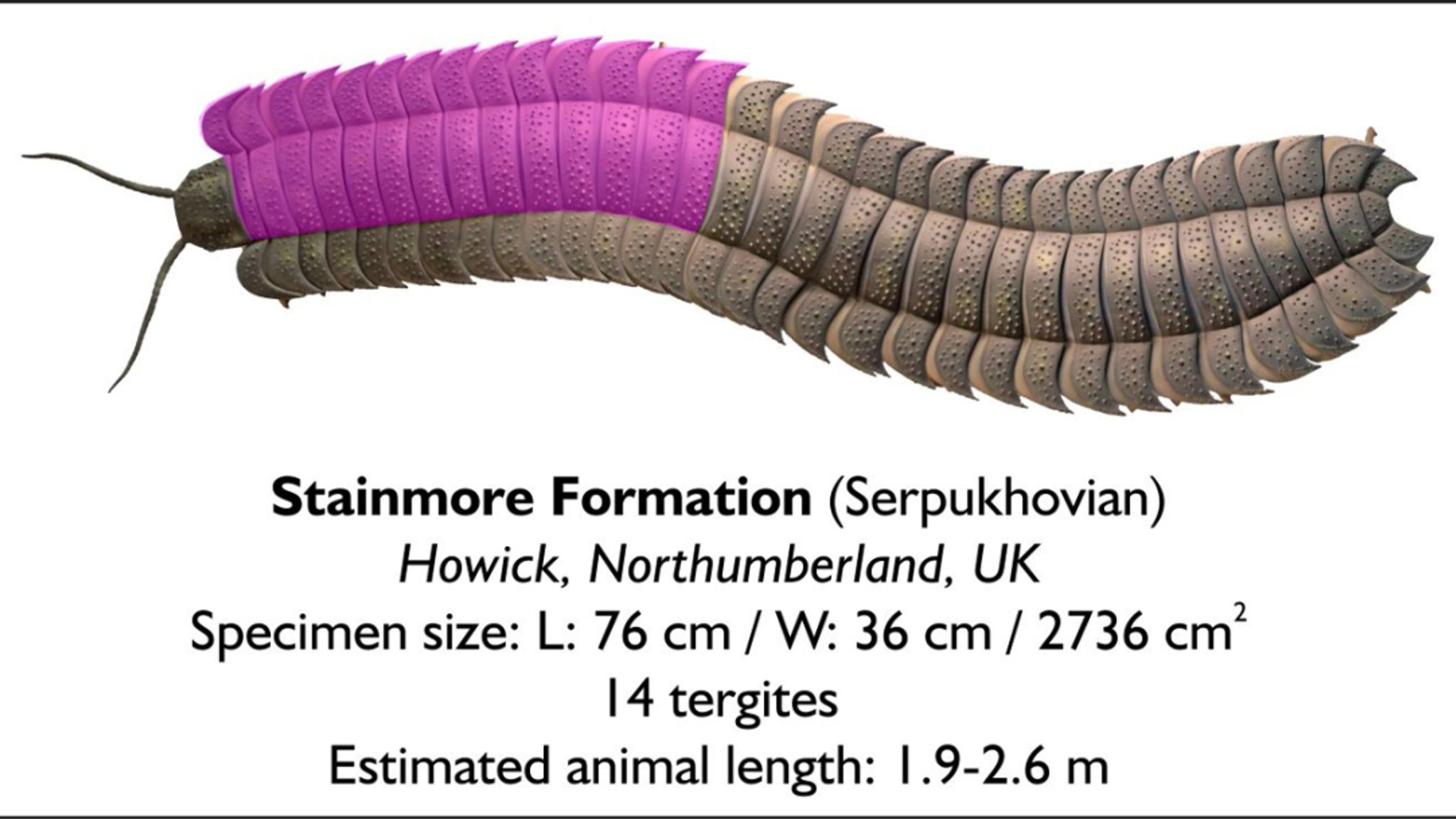 The segment that was found measures around 75cm long