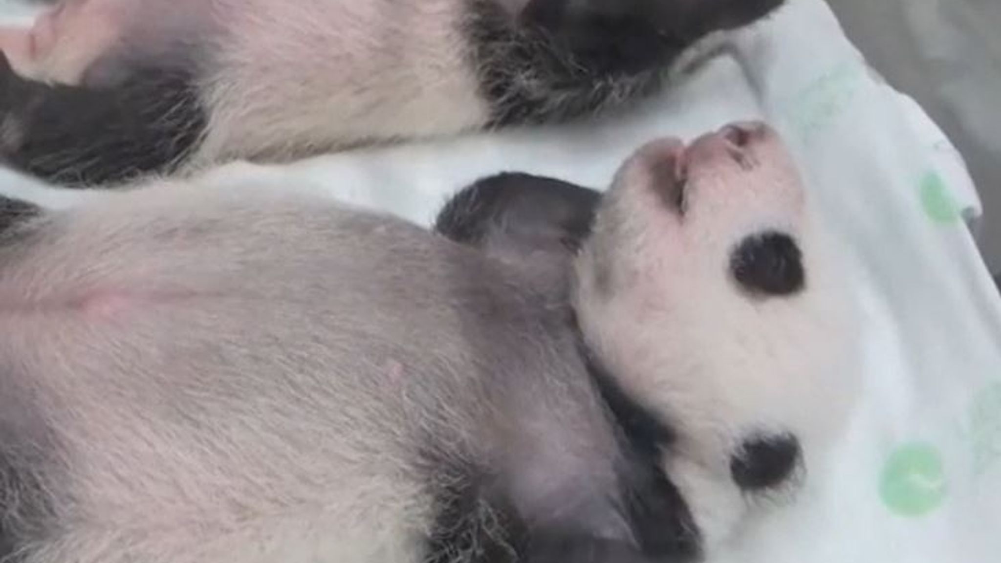 Baby twin giant pandas are weighed in Tokyo