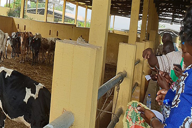 FAO Ghana’s rapid response to African horse sickness thanks to EMA-i real-time reporting Tool