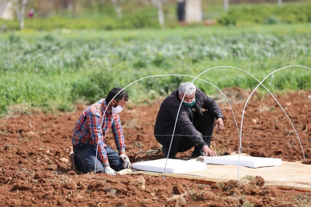 FAO continues to support vulnerable farmers in the Syrian Arab Republic carry out agricultural activities safely during the COVID-19 pandemic