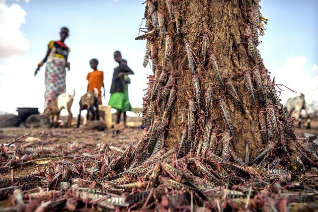 FAO Director-General says the fight against desert locusts will take time despite significant control gains