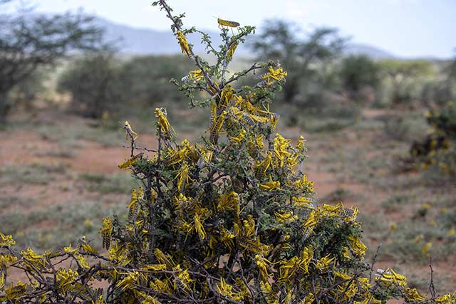 Italy supports FAO’s campaign against desert locust in Eritrea