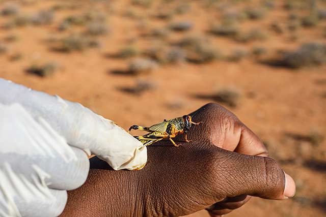 FAO thanks Sweden for backing East Africa desert locust response