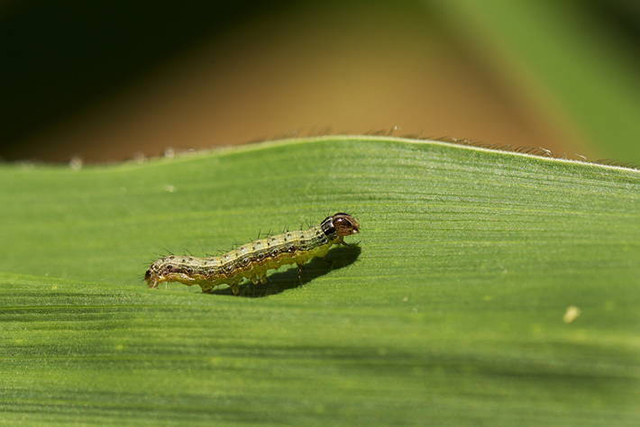 Ramping up the fight against Fall Armyworm
