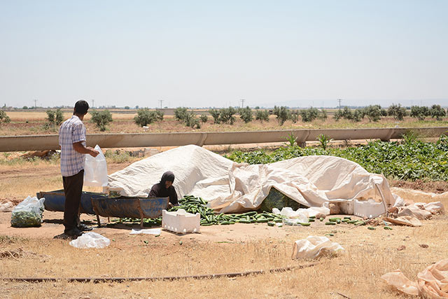 Remote sensing technology assists experts in the Syrian Arab Republic assess the impact of FAO irrigation projects