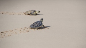 Jumeirah releases rescued turtles and signs partnership to boost marine conservation