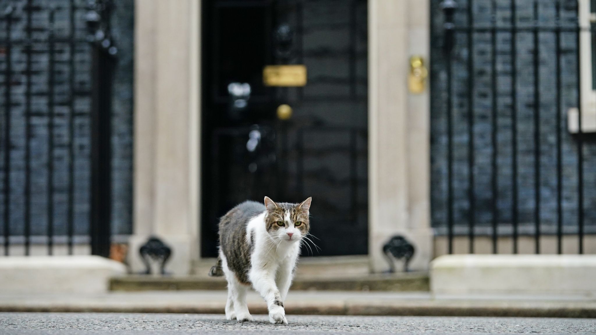 Larry the cat in Downing Street, London, as Prime Minister Boris Johnson reshuffles his Cabinet. Picture date: Tuesday February 8, 2022. 