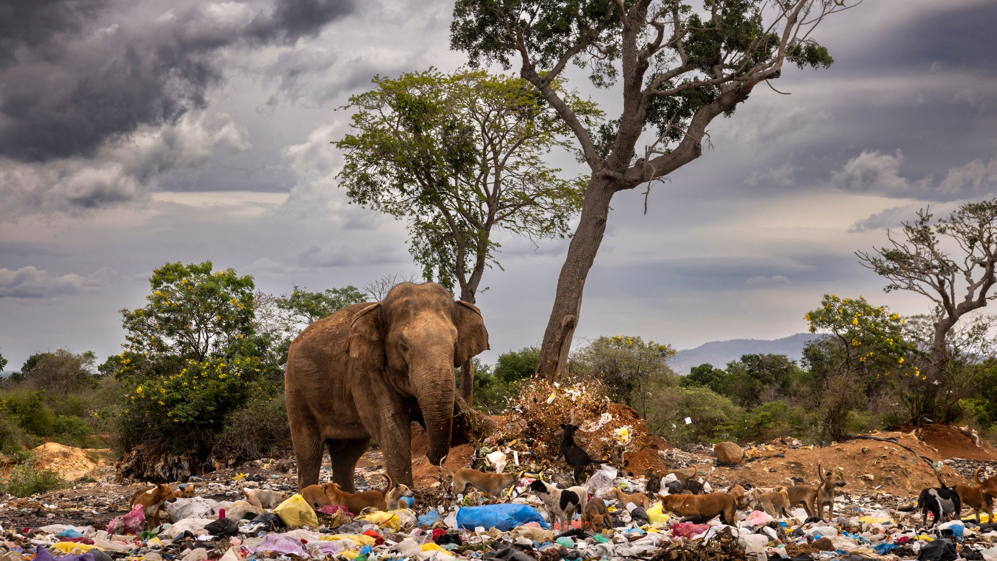 Pic: Brent Stirton/Wildlife Photographer of the Year