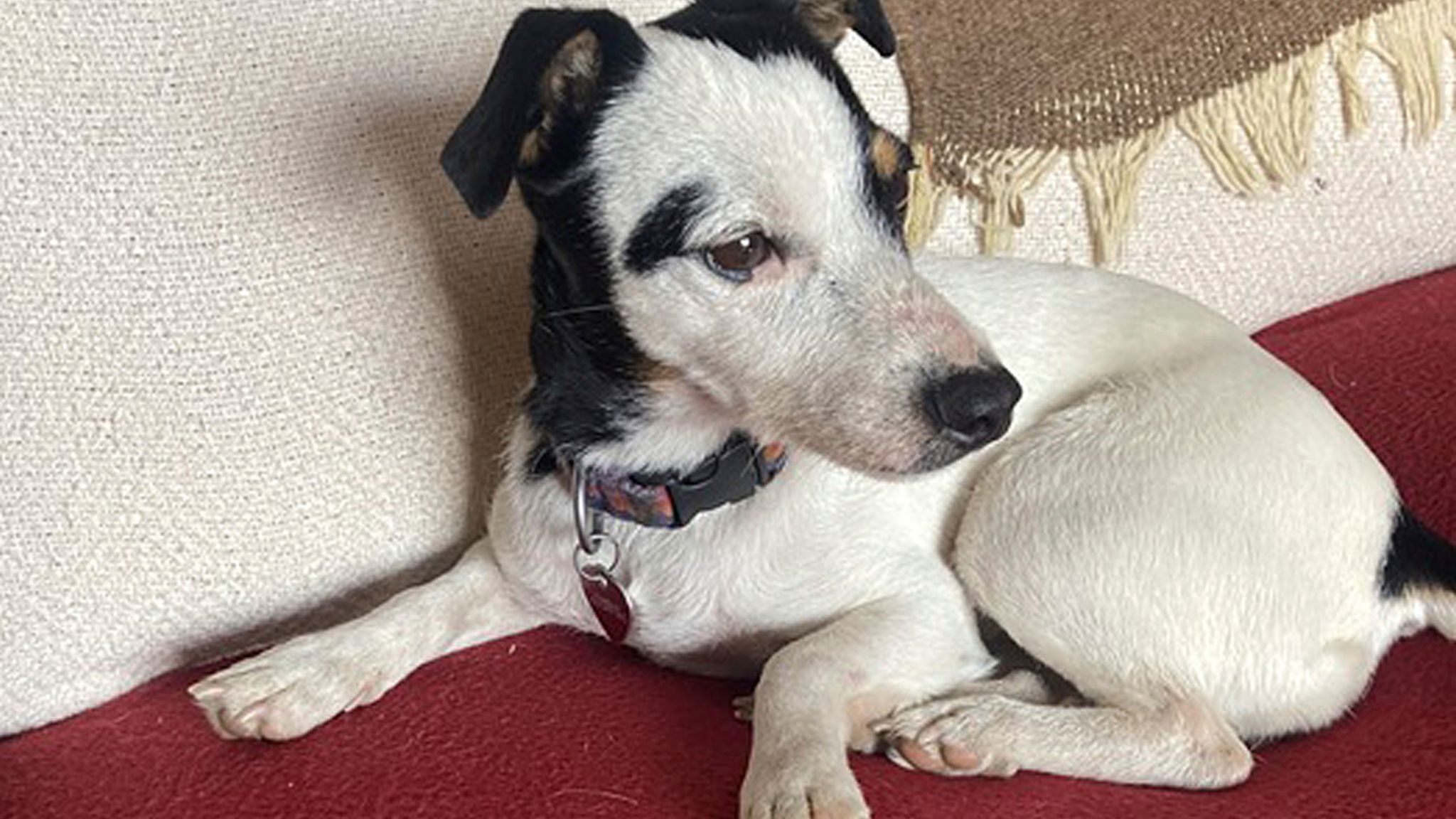 This image provided by Dana Holby shows her Jack Russell terrier Finney on Thursday, Nov. 16, 2023, in Pagosa Springs Pic:Dana Holb/AP