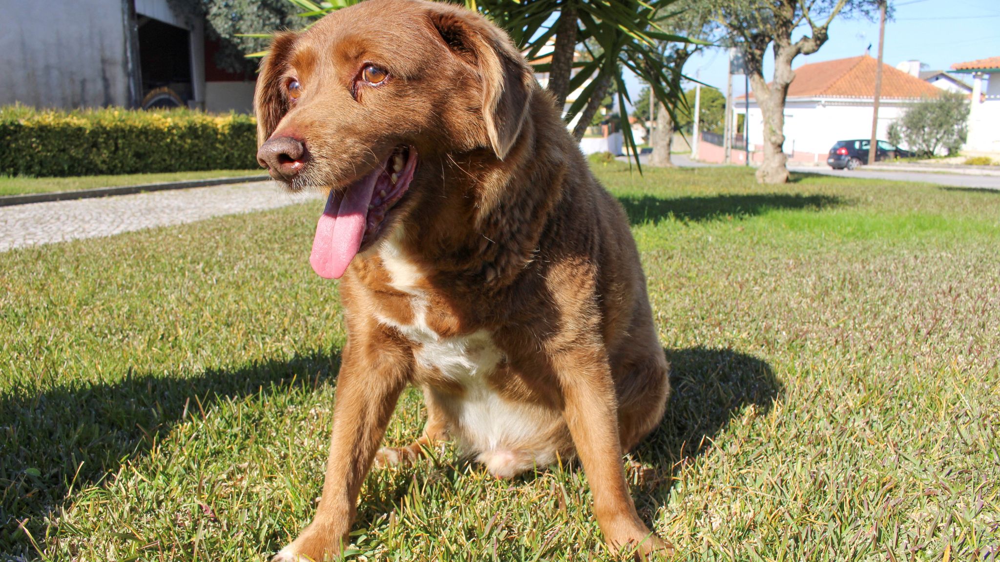 FILE PHOTO: The dog, Bobi, that broke the record for oldest dog ever at 30 years-old, is pictured at Conqueiros, in Leiria, Portugal, February 4, 2023. REUTERS/Catarina Demony/File Photo 