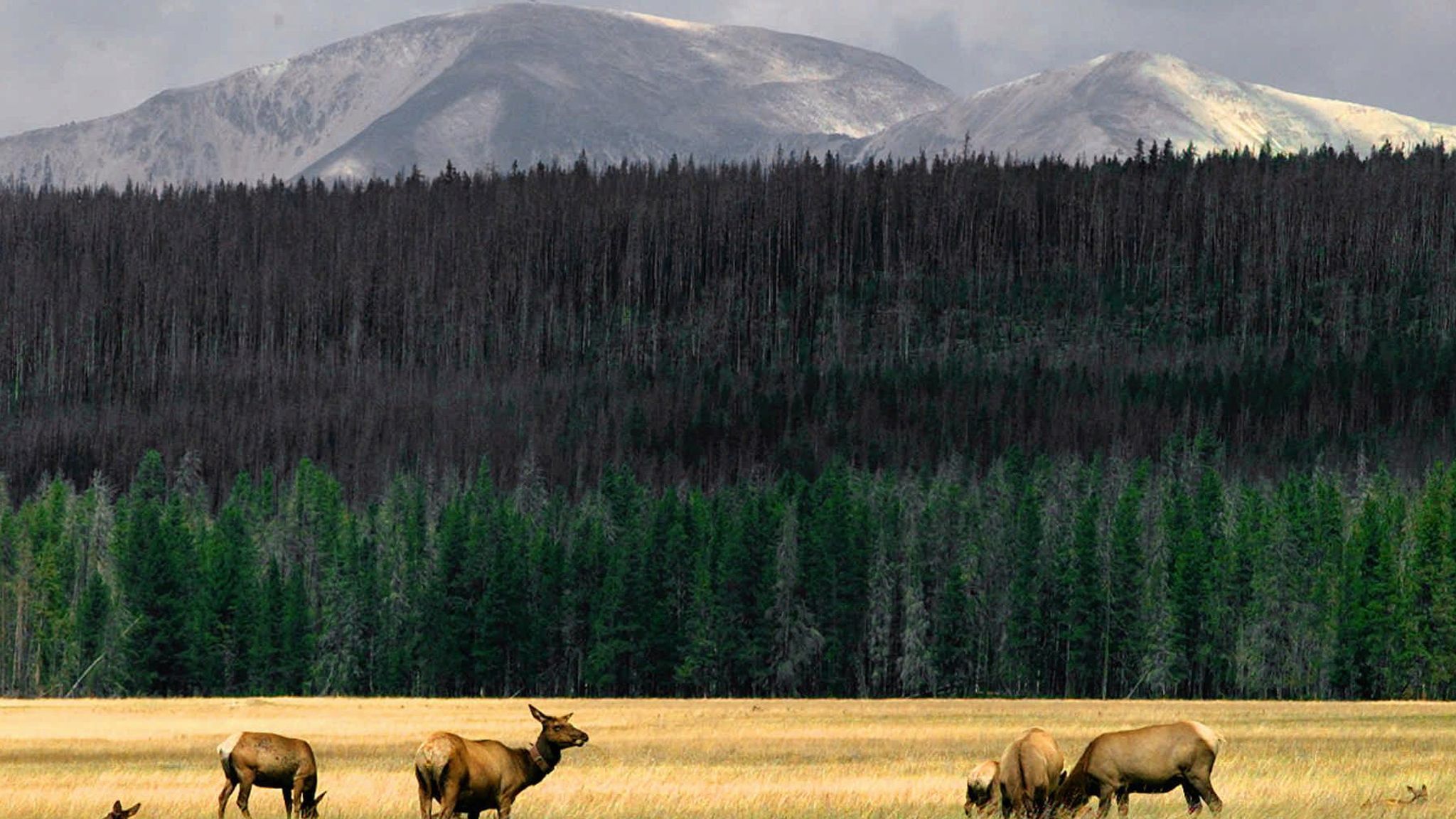 Elk grazing in the Yellowstone National Park