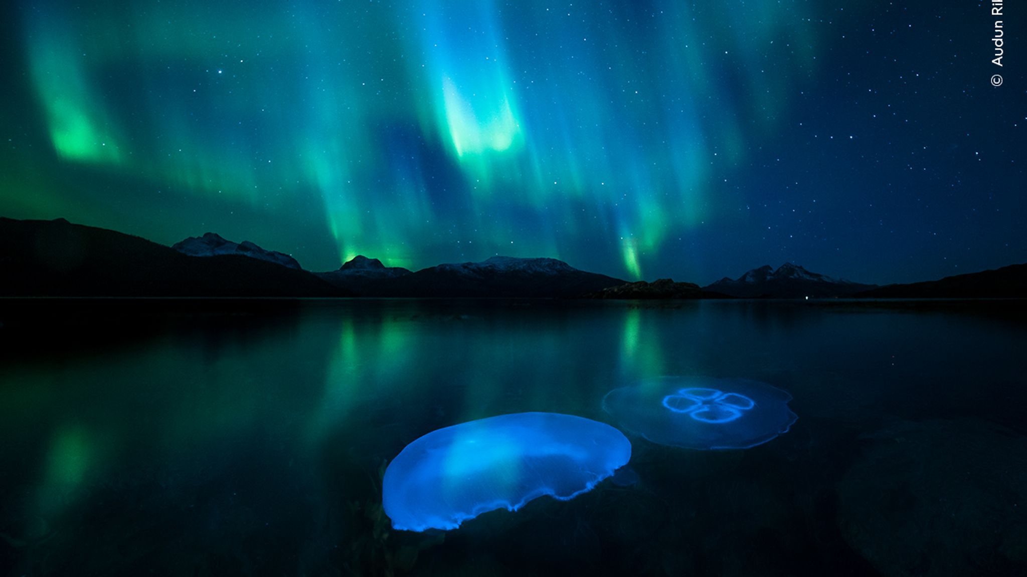 Aurora Jellies. Pic: Audun Rikardsen/ Wildlife Photographer Of The Year