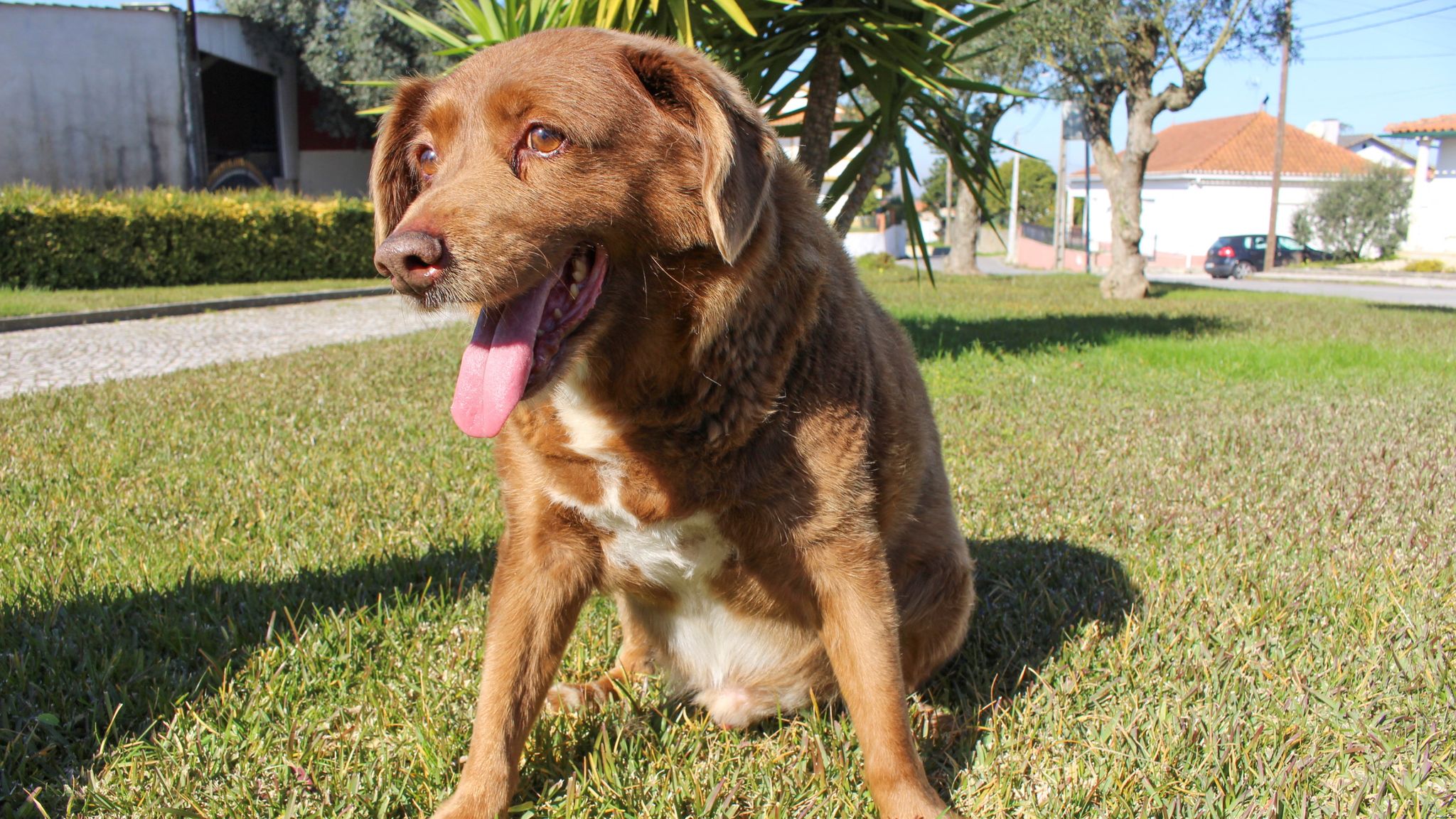 Bobi, the world&#39;s oldest ever dog