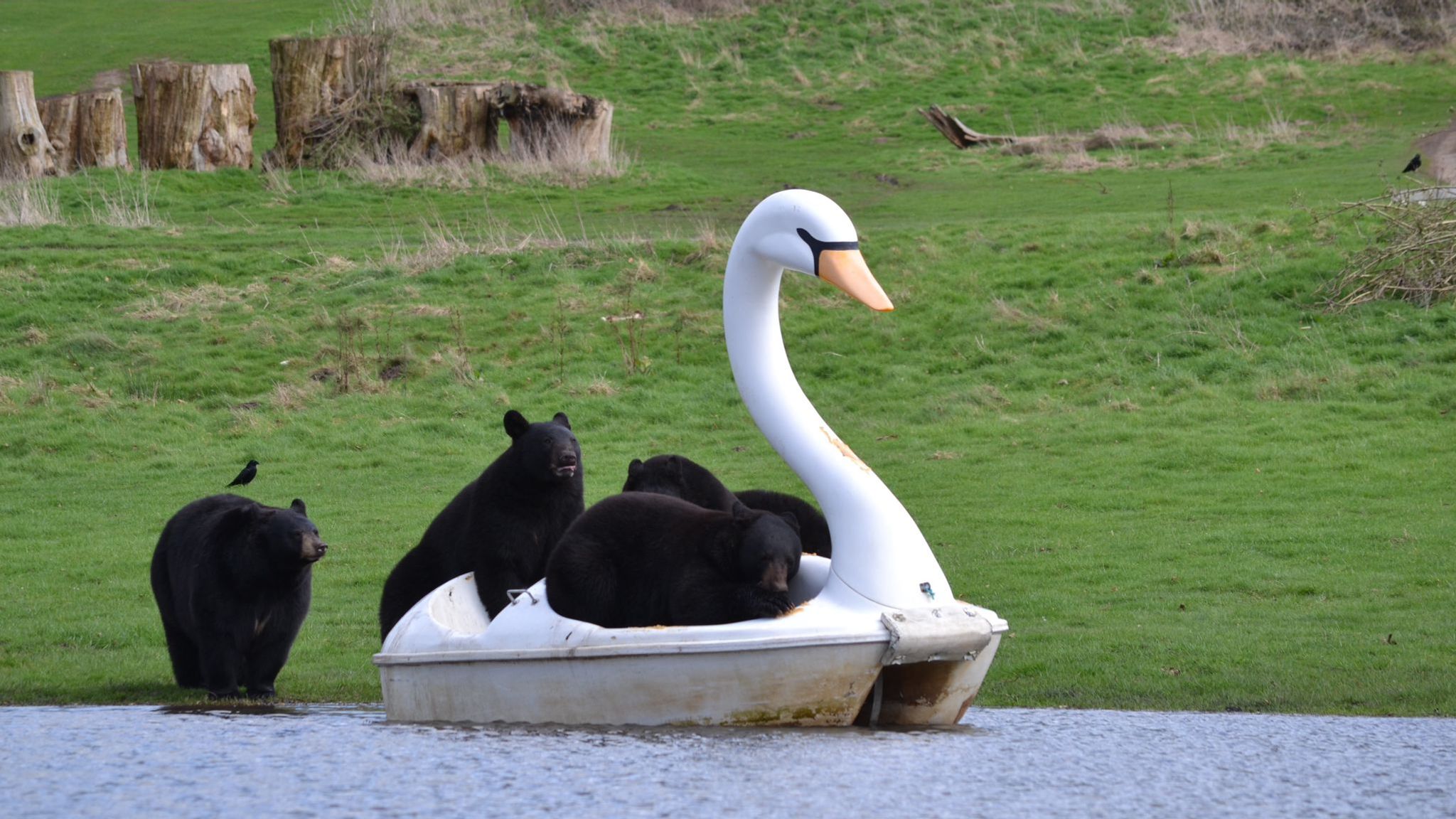 Pic: Woburn Safari Park