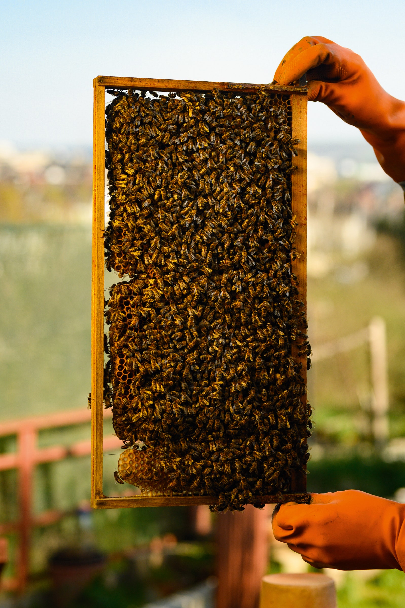 Hands wearing orange gloves holding a beehive frame