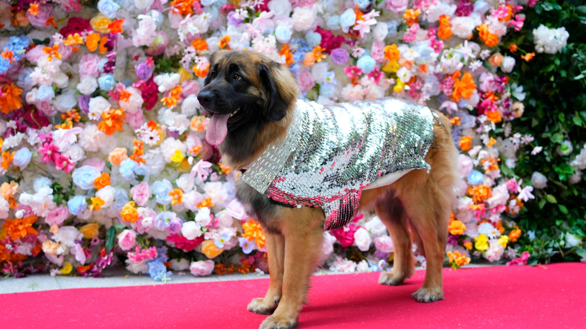 A dog attends the Pet Gala fashion show at AKC Museum of The Dog on Monday, May 20, 2024, in New York. (Photo by Charles Sykes/Invision/AP)