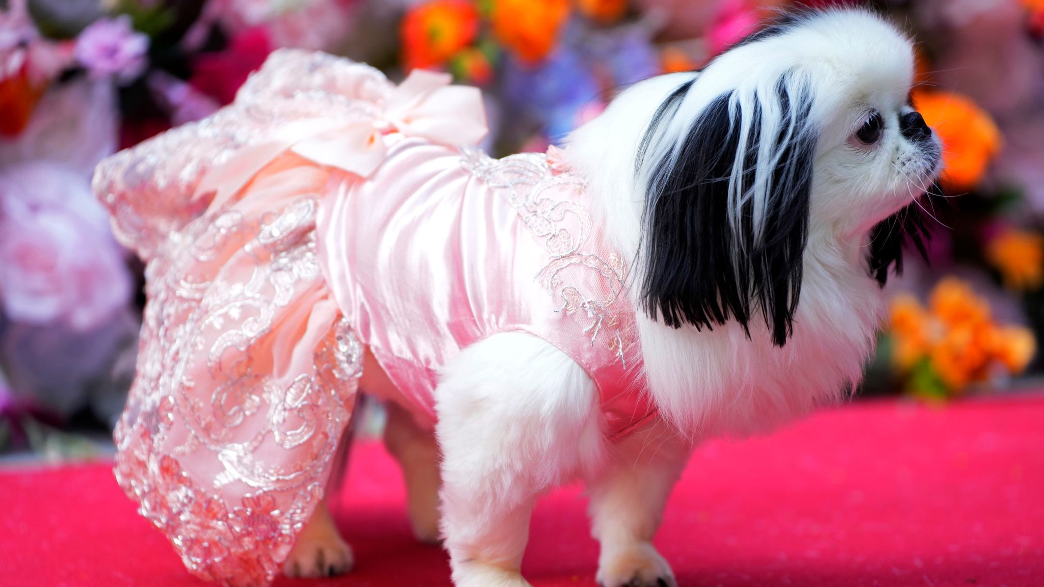 A dog attends the Pet Gala fashion show at AKC Museum of The Dog, Monday, May 20, 2024, in New York. (Photo by Charles Sykes/Invision/AP)