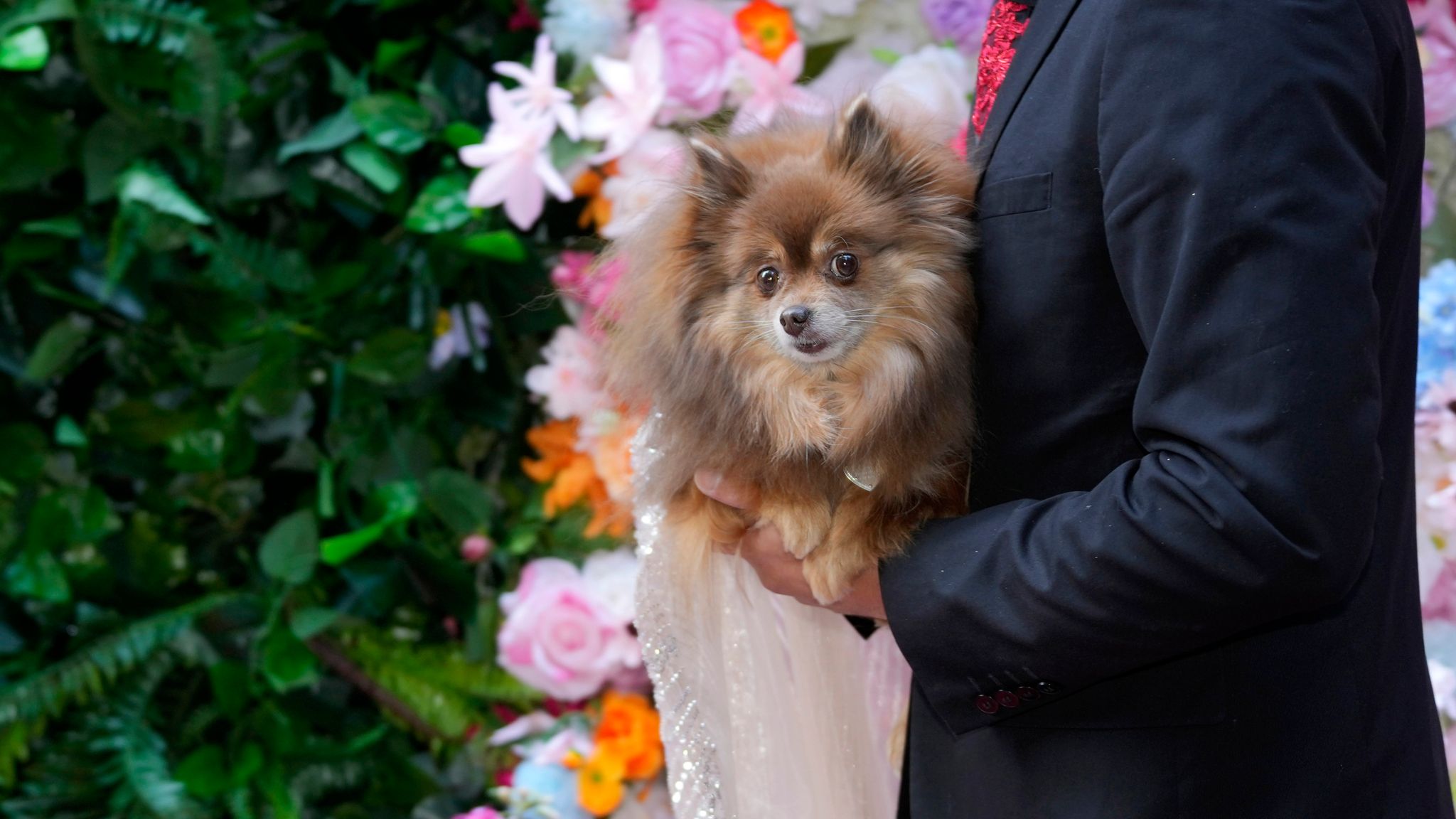 A dog attends the Pet Gala fashion show at AKC Museum of The Dog, Monday, May 20, 2024, in New York. (Photo by Charles Sykes/Invision/AP)