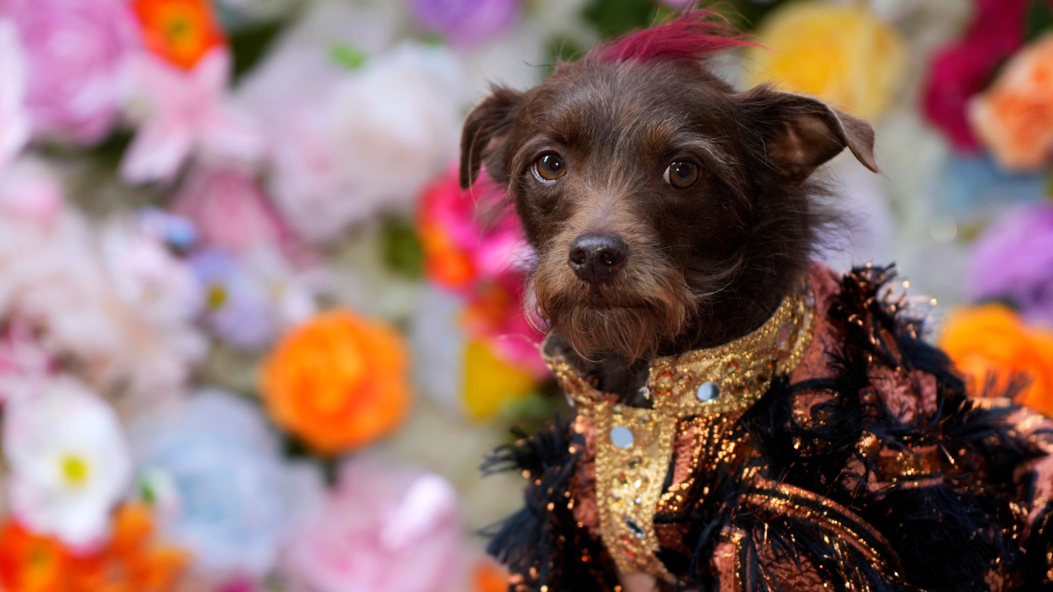 A dog attends the Pet Gala fashion show at AKC Museum of The Dog, Monday, May 20, 2024, in New York. (Photo by Charles Sykes/Invision/AP)