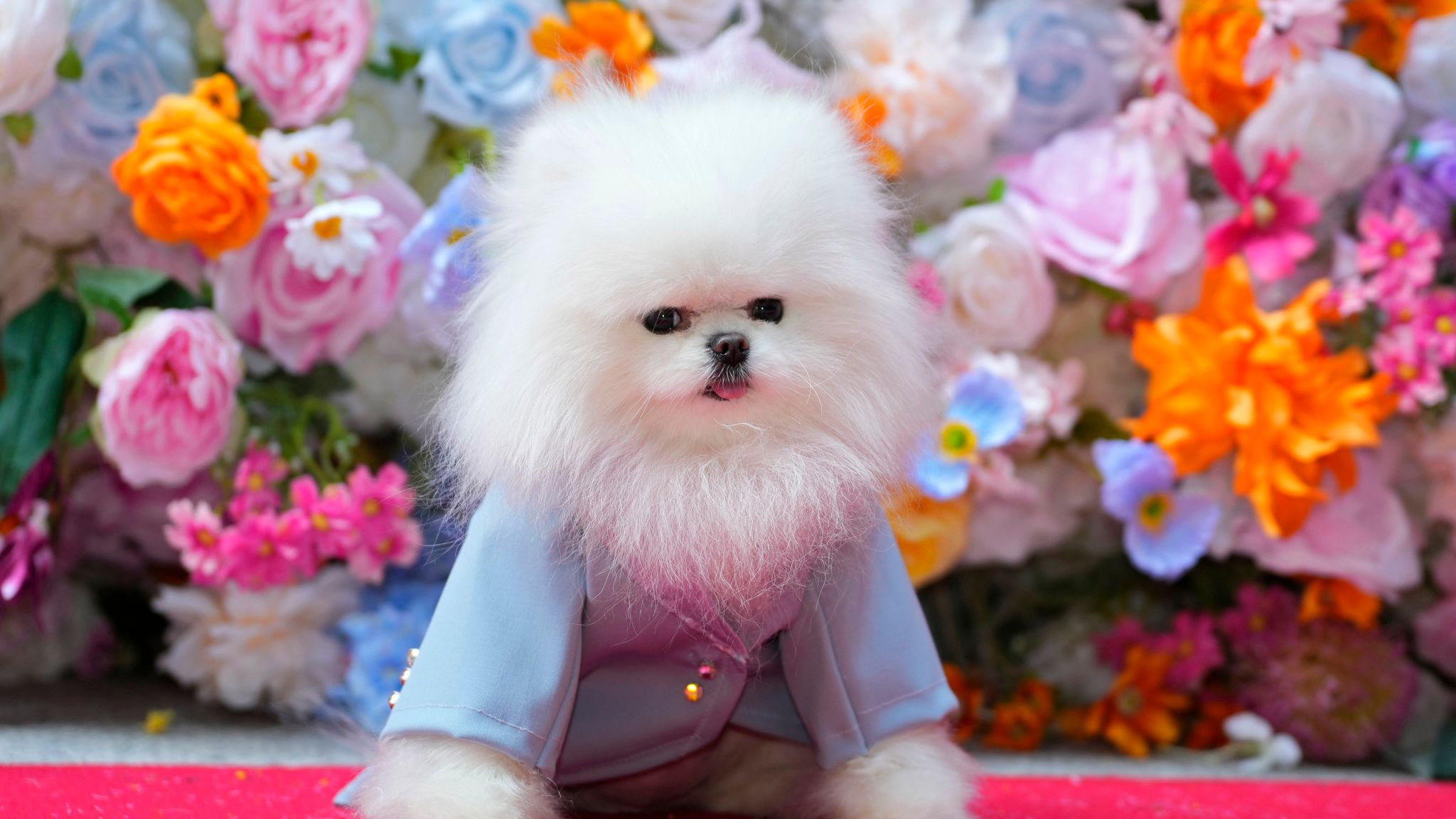 A dog attends the Pet Gala fashion show at AKC Museum of The Dog, Monday, May 20, 2024, in New York. (Photo by Charles Sykes/Invision/AP)