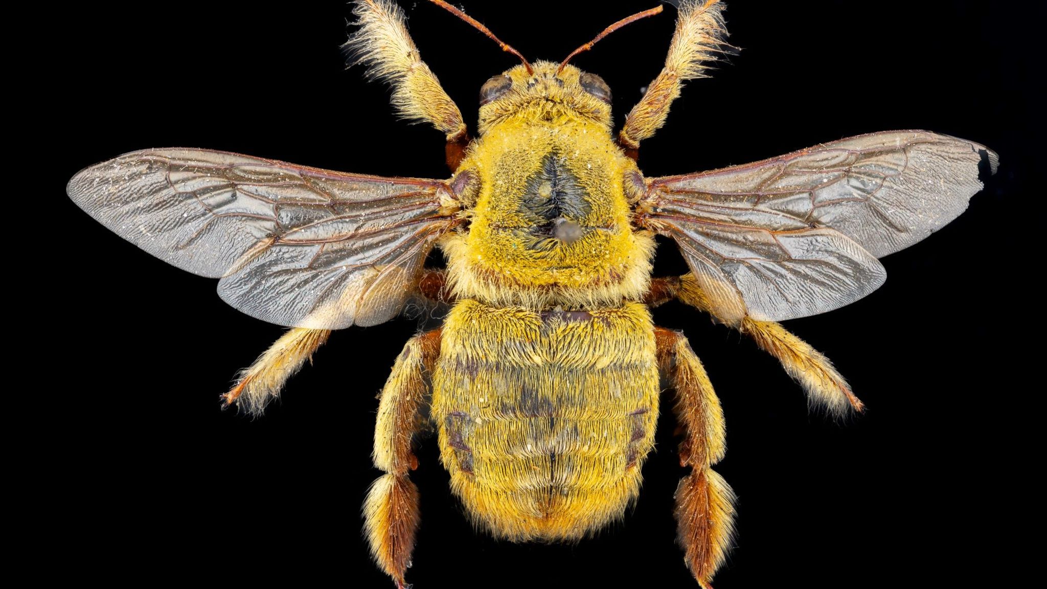 An African Carpenter bee. Pic: Pete Carr