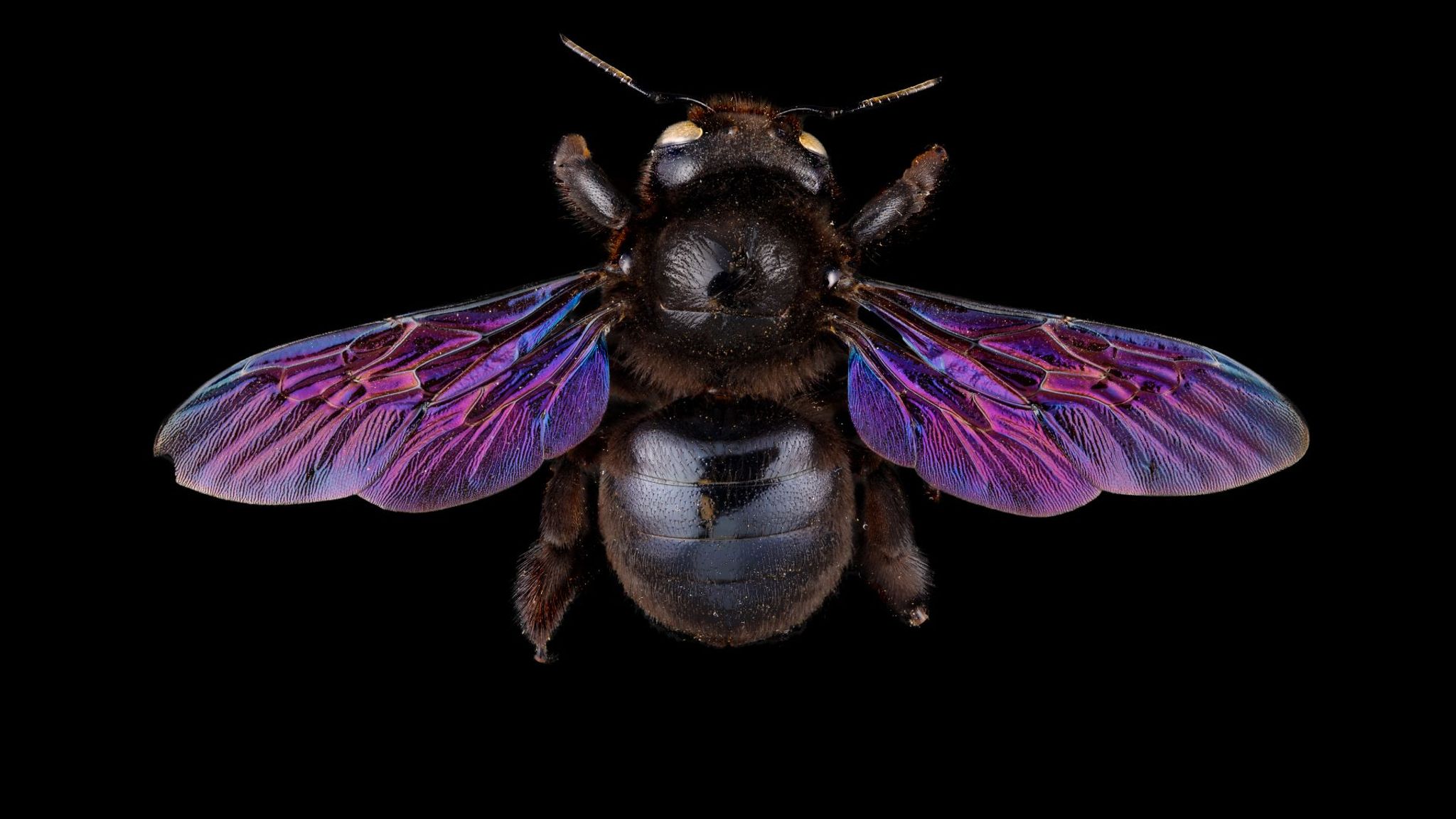 A female violet carpenter bee. Pic: Pete Carr