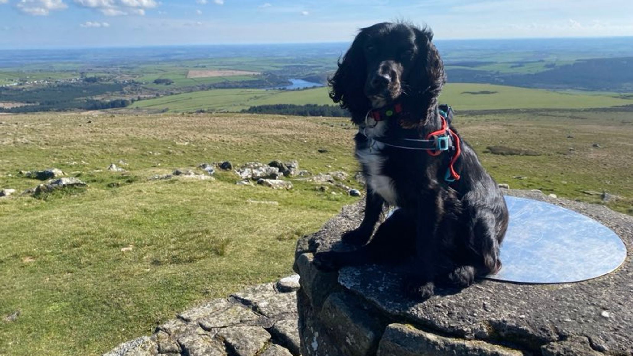 Ariel enjoys going on walks, according to her new owner. Pic: Ollie Bird