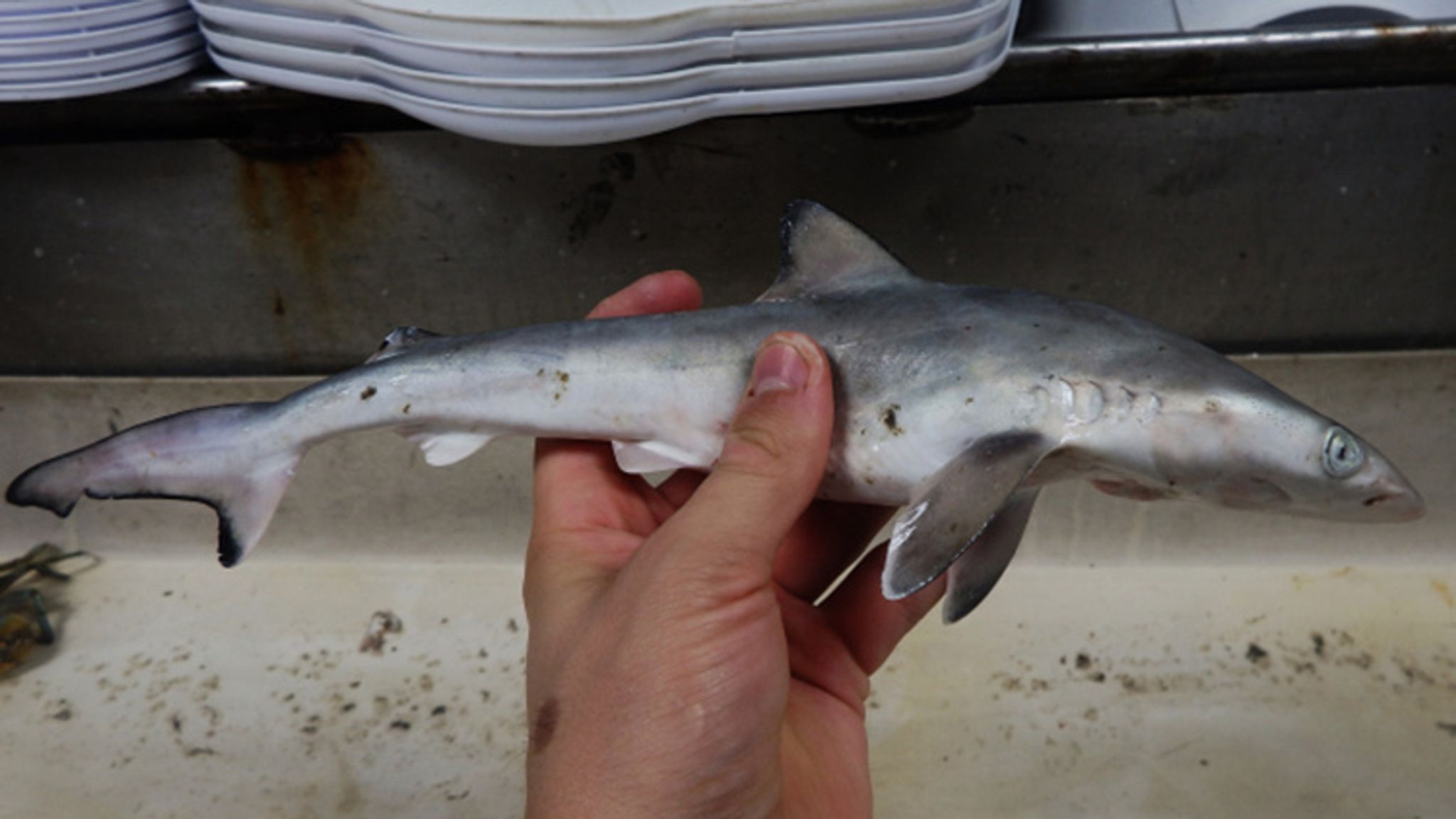 Juvenile Atlantic sharpnose shark. Pic: Teacher at Sea, NOAA Fisheries