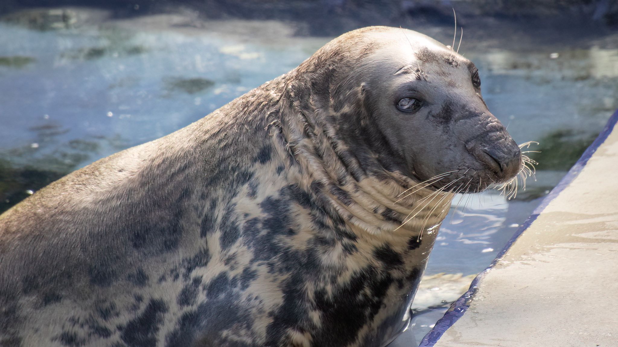 Sheba the grey seal. Pic: Barry Williams/Cornish Seal Sanctuary