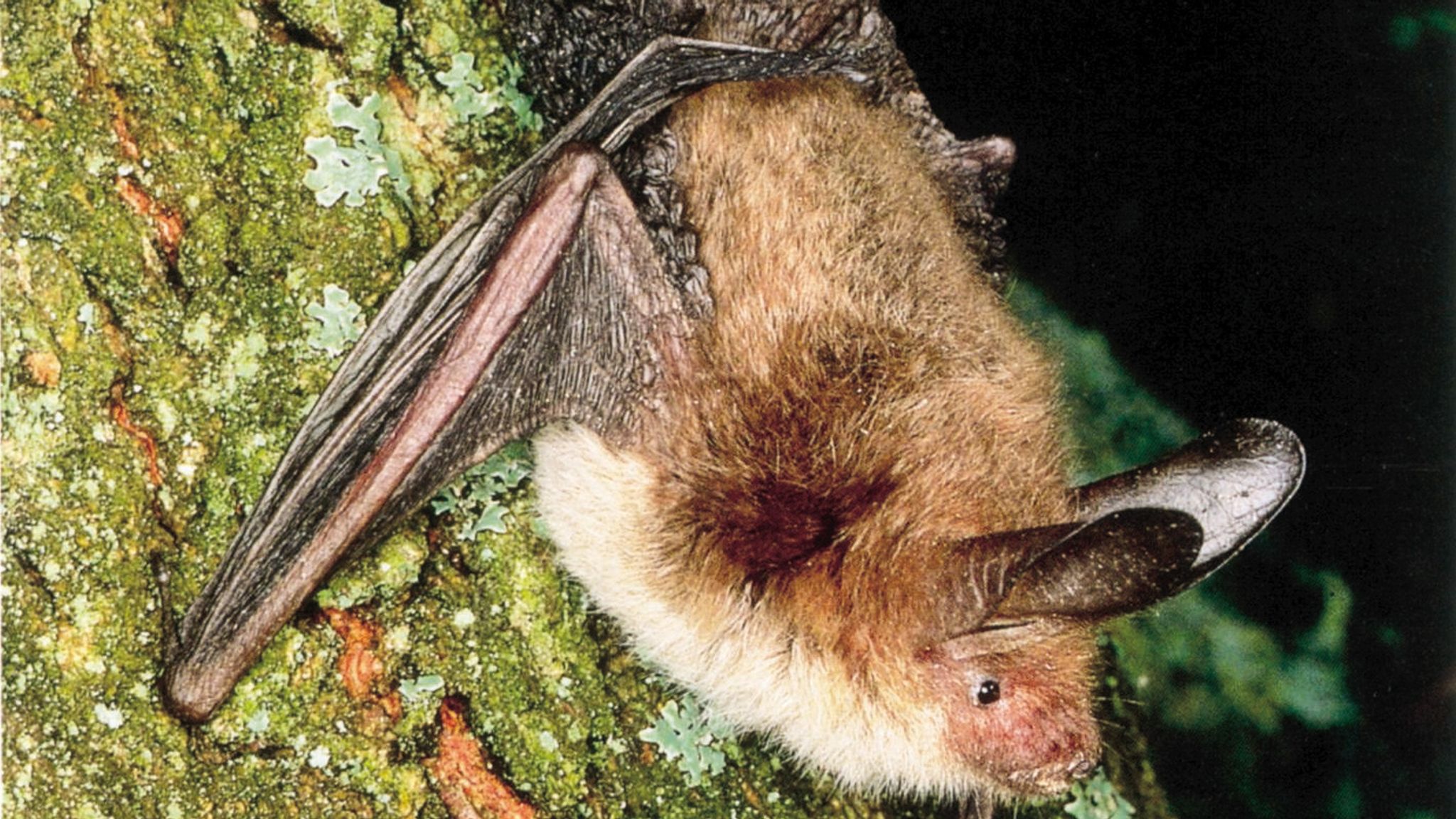 Sheephouse Wood is home to several different bat species, including the most northerly known colony of the rare Bechstein's bat. Pic: PA