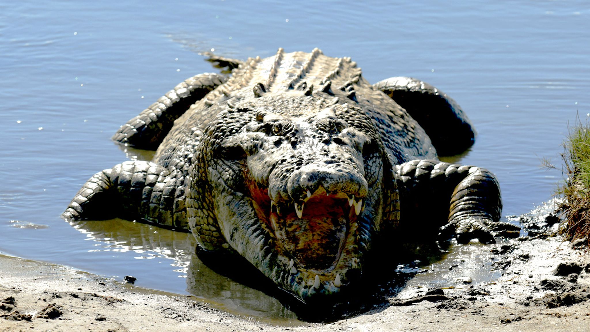 Crocodile on the riverbank in Queensland Australia. File pic: iStock