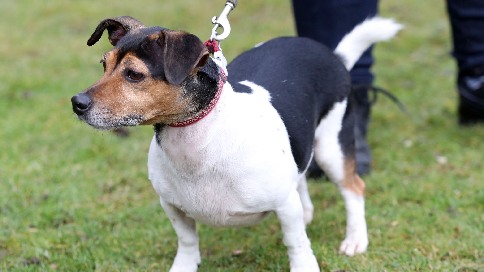 Beth, the Duchess Of Cornwall's (now Queen Camilla) dog competing an agility course during her visit to the Battersea Dogs and Cats Home's centre in Old Windsor. File pic: PA